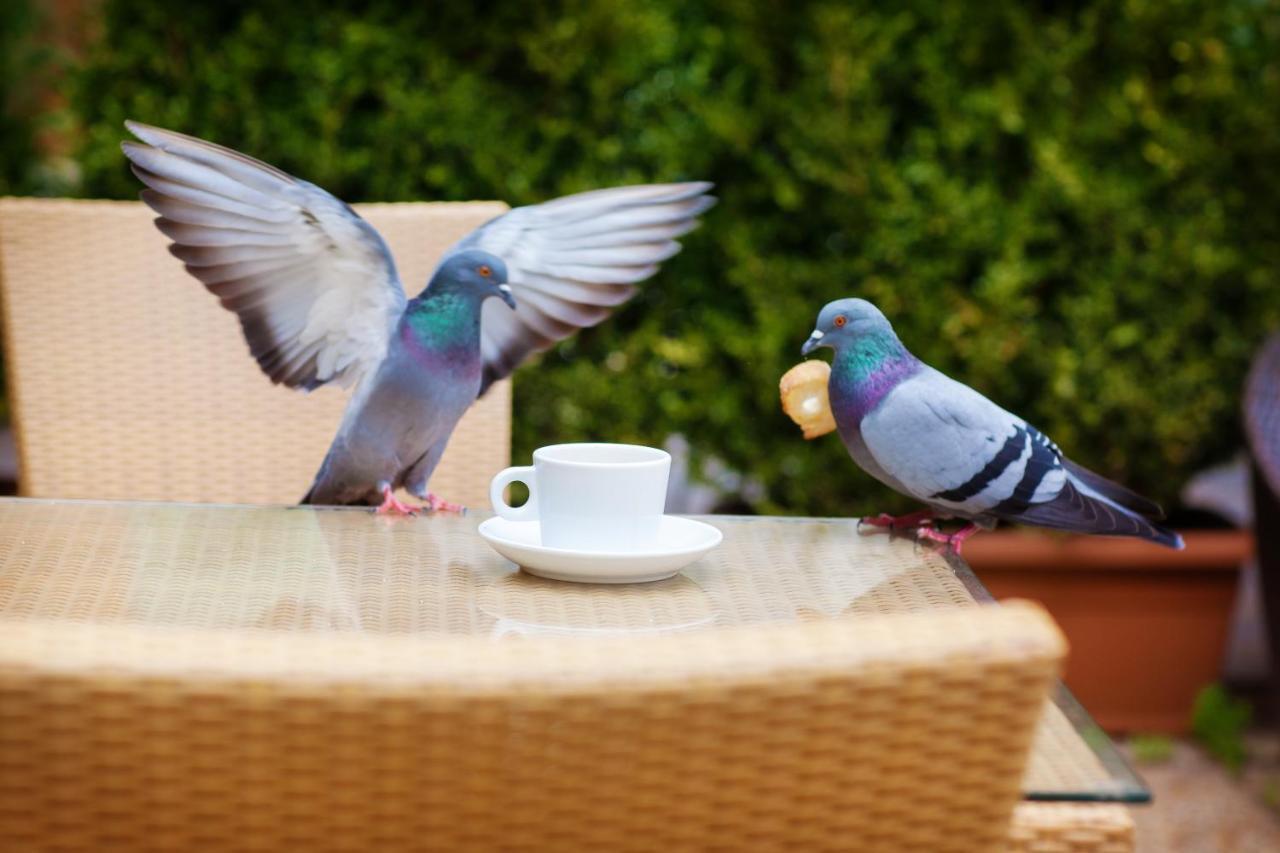 Restaurant Oasis Hotel Nizza